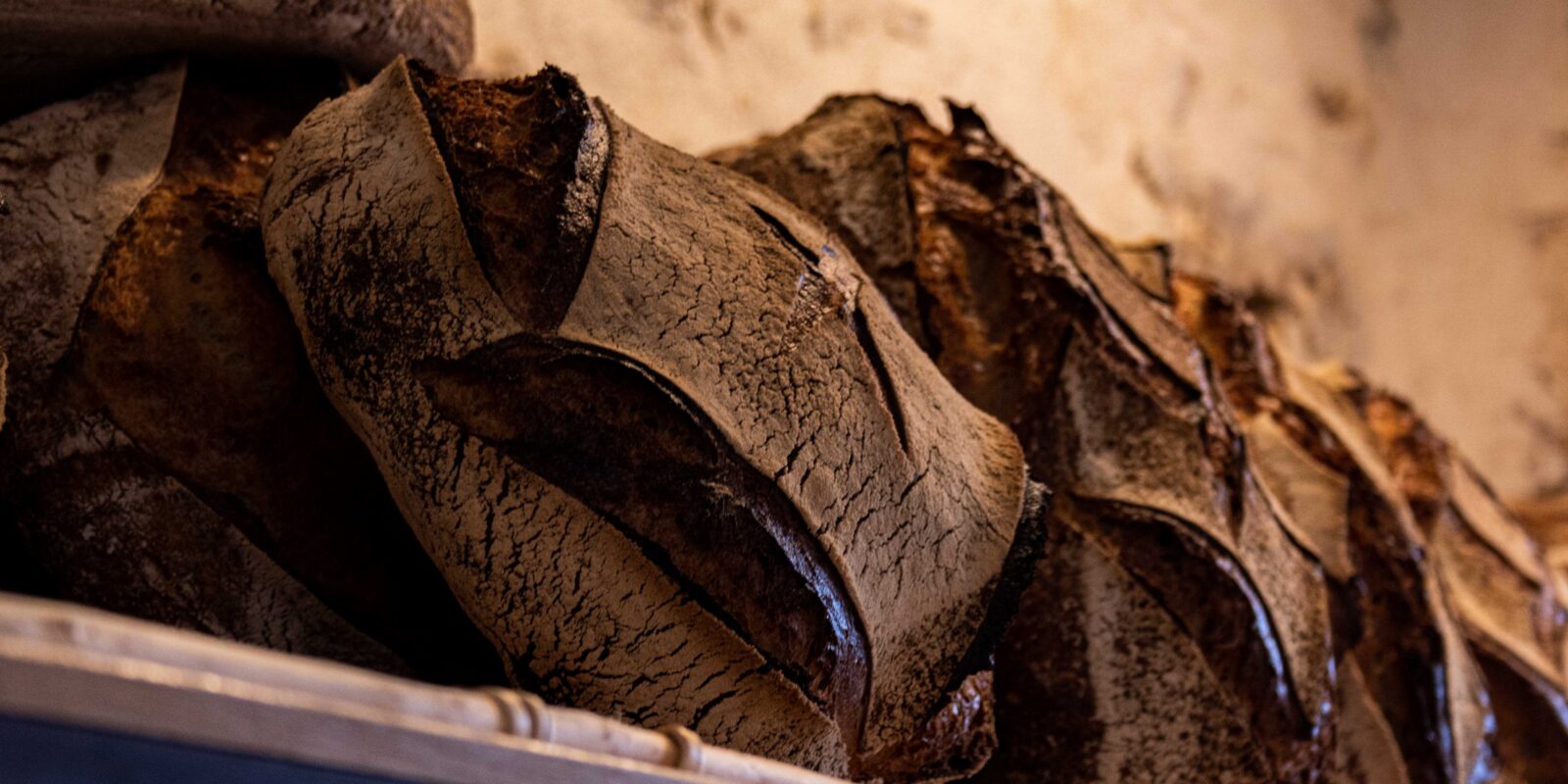 Rangée de pains au levain scarifiés, sortis du four, sur une planche de bois